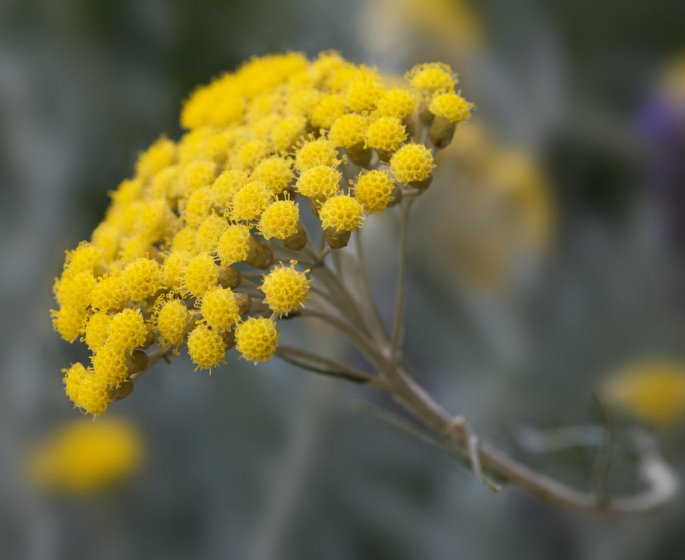 L-huile essentielle d-helichryse (immortelle) contre les rides
