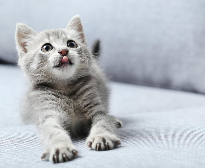 Encephalite du chat : les traitements