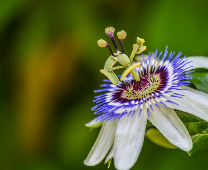 Passiflore et valeriane : des plantes anxiolytiques contre les troubles du sommeil