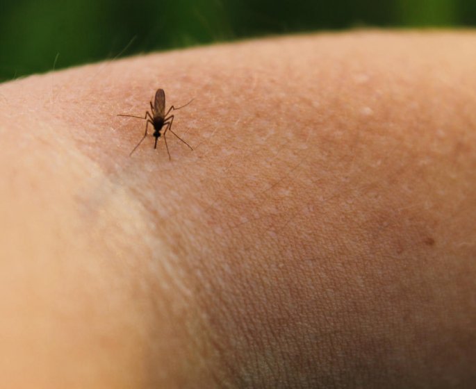 Une huile essentielle pour apaiser une piqure de moustique
