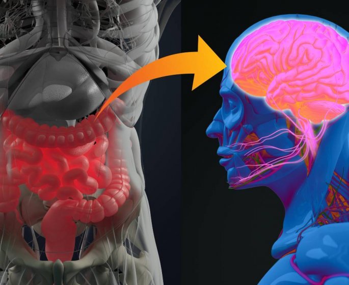 Alzheimer : notre intestin serait la cle pour guerir de la maladie