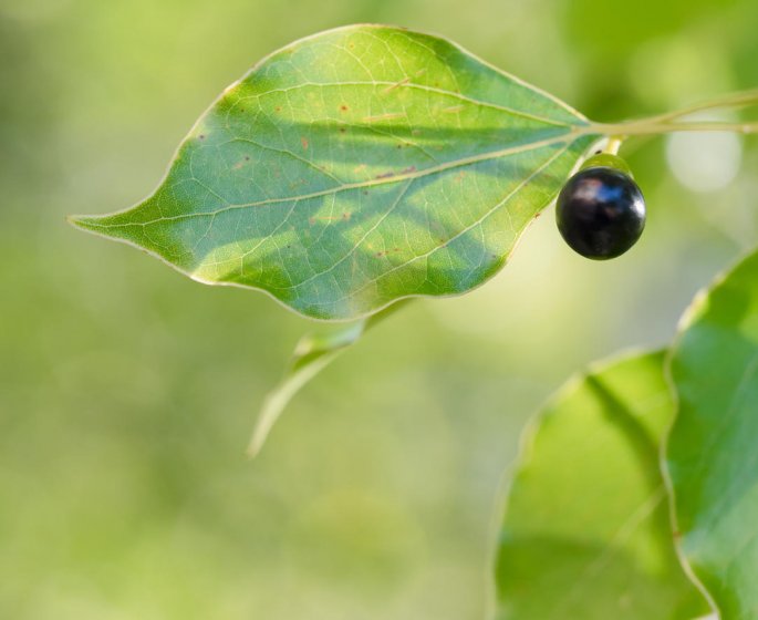 Remede contre le rhume : l-huile de camphre