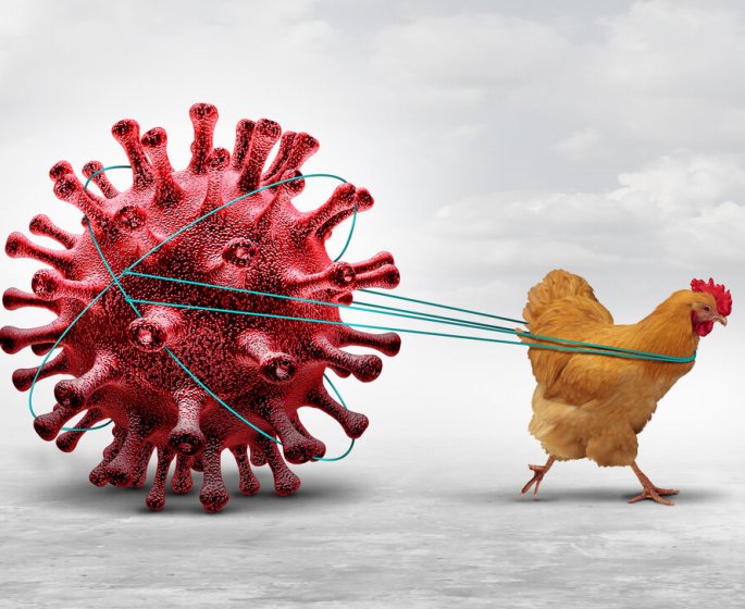 Grippe aviaire : un risque de transmission humaine, source d’"enorme inquietude" 