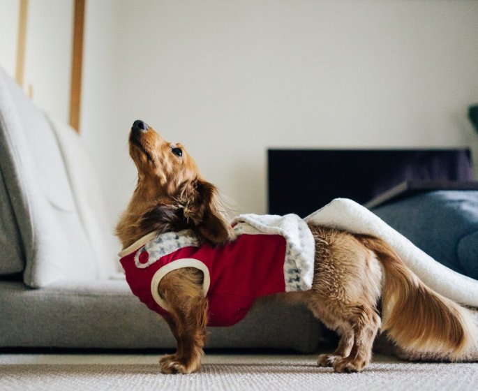 Froid : comment proteger vos animaux de compagnie ?