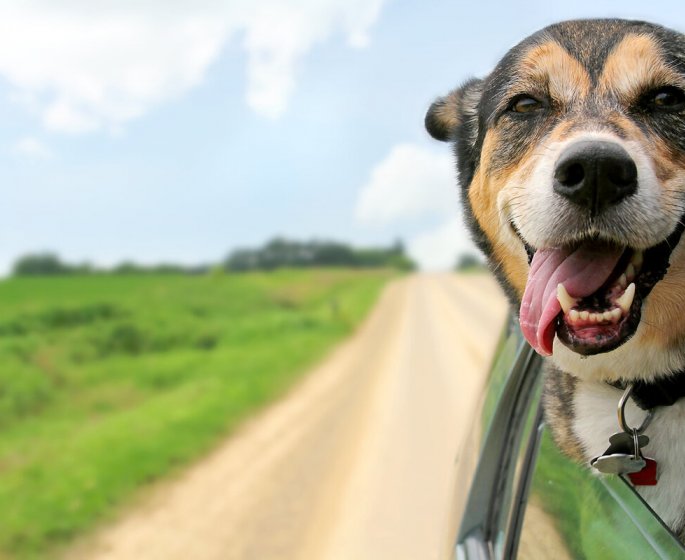 Comment soigner mon chien au naturel ?