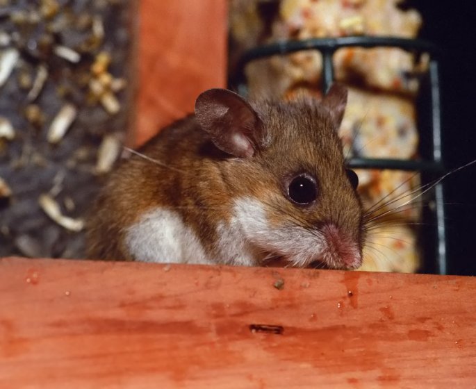 Un homme meurt de « l-Hantavirus » en Chine : qu-est-ce que cette maladie ?