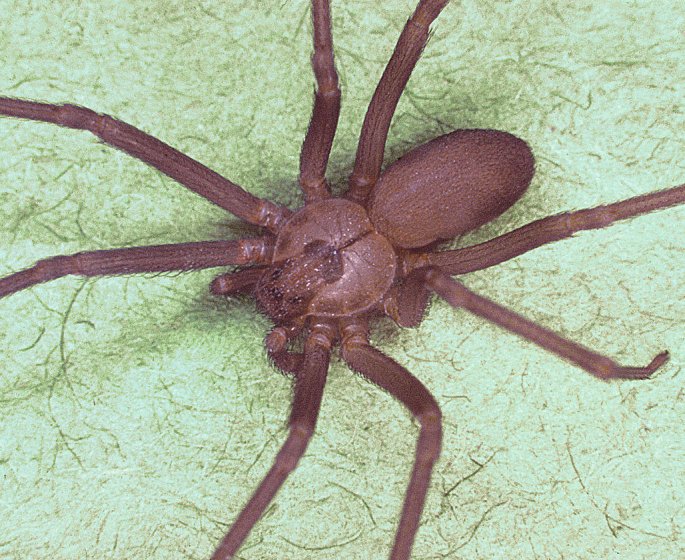 France : alerte sur une espece d-araignee qui provoque des oedemes