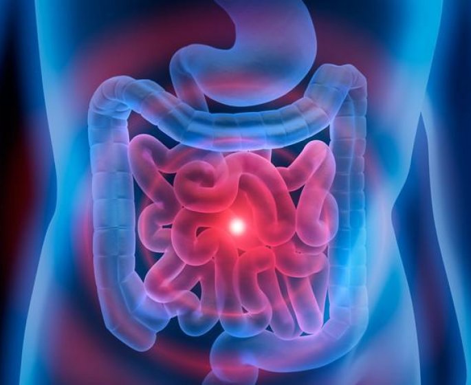 Intestin : les neurones de la douleur protegent des inflammations