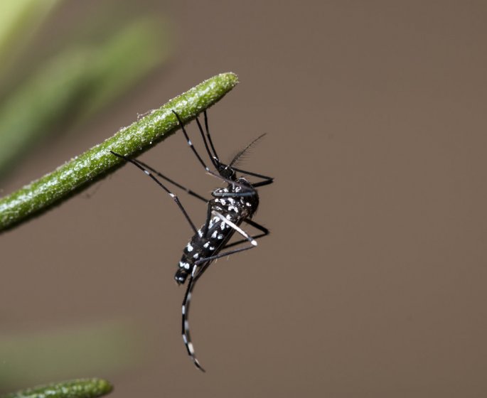 Moustique tigre : les regions francaises les plus envahies