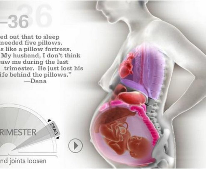 Comment le foetus deplace les organes de la mere pour se faire de la place