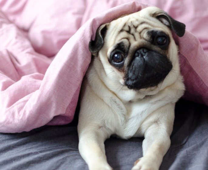 Comment savoir si votre chien est malade ?