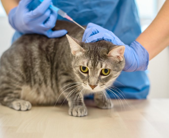 Mon chat est stresse chez le veterinaire : comment l-aider ? 