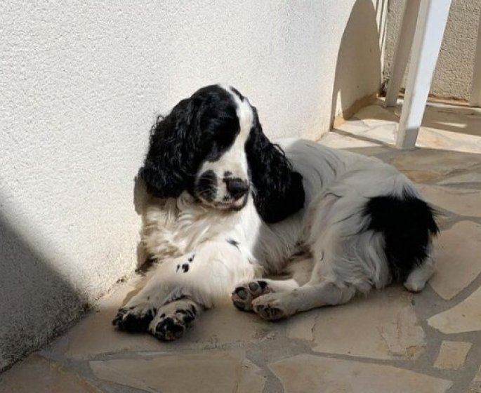 Orgelet chez le chien : comment le soigner ?