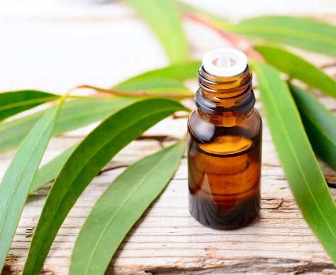 Huile essentielle d-eucalyptus : son usage contre les affections respiratoires