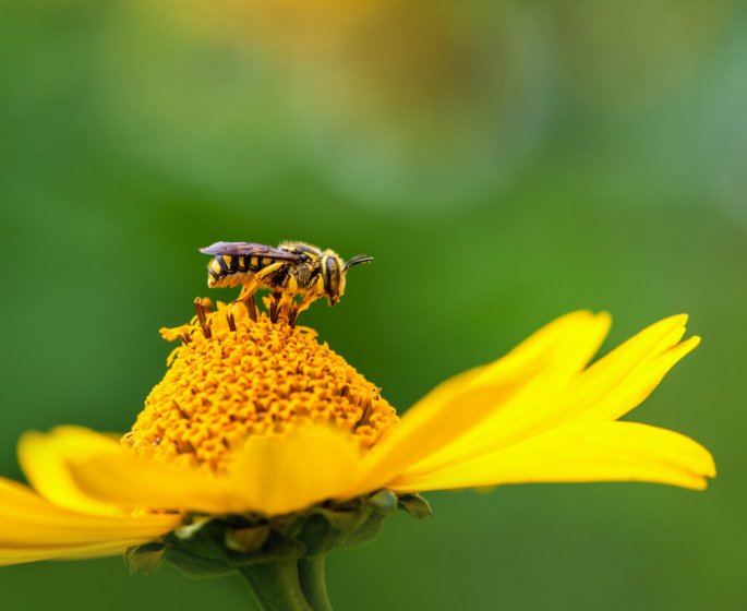 Insolite : le venin peut vous soigner de bien des manieres !