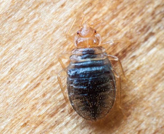 Punaise de lit : ce qu-il faut eviter si vous voulez echapper a l-invasion