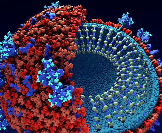 Coronavirus : il infecte et retourne vos propres cellules contre vous !