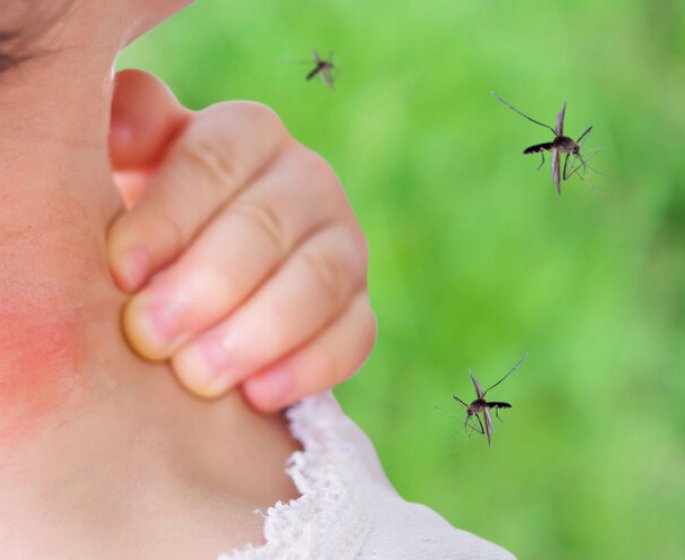 Piqures de moustiques : quelles sont les odeurs qui les attirent ?