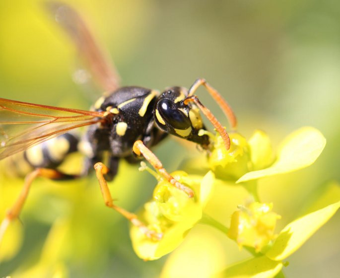 Piqure de guepe : que faire en cas d-allergie ?