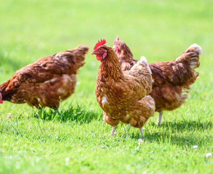 Elle soigne son anxiete avec des poulets