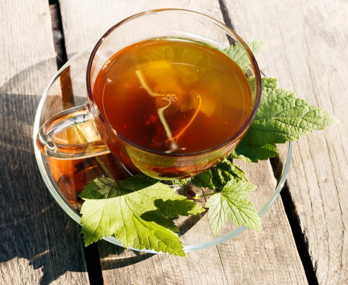 Plantes medicinales : une tisane de cassis pour maigrir