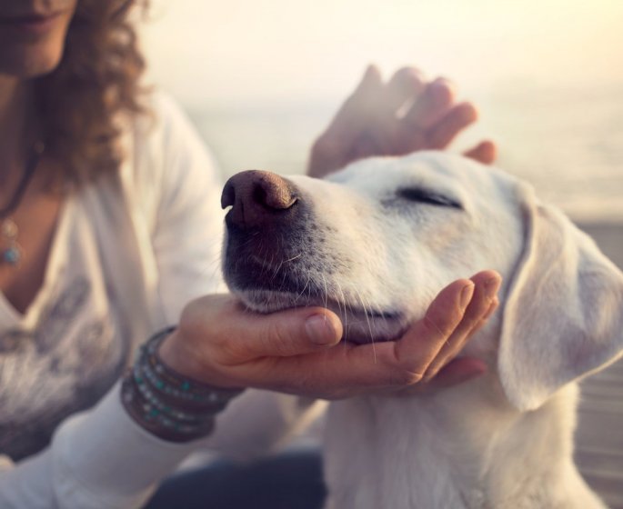 Les chiens ont-ils vraiment le meme caractere que leur maitre ?