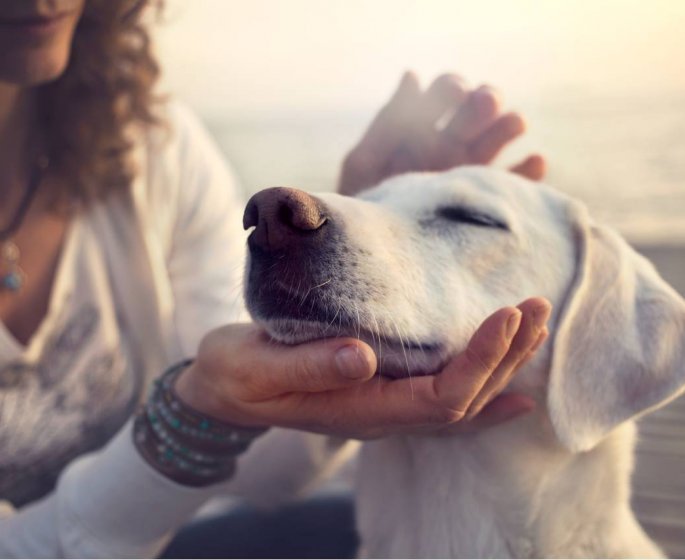 Chien : ce cancer touche 4 fois plus les males que les femelles 