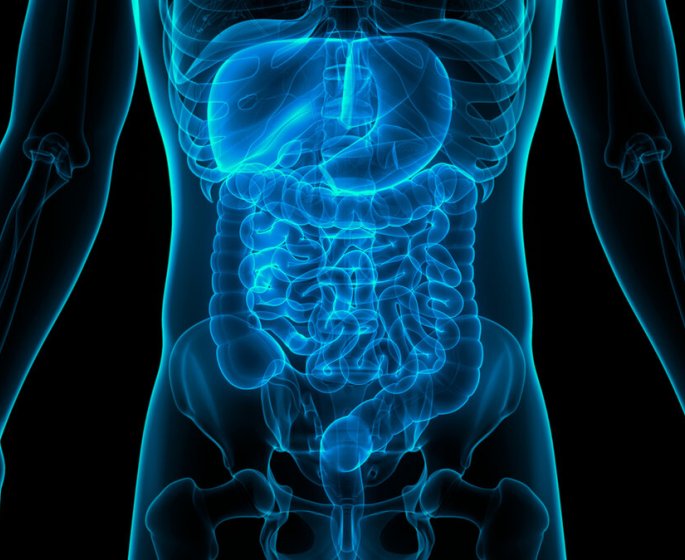 Certaines bacteries du microbiote intestinal aideraient a reduire le cholesterol