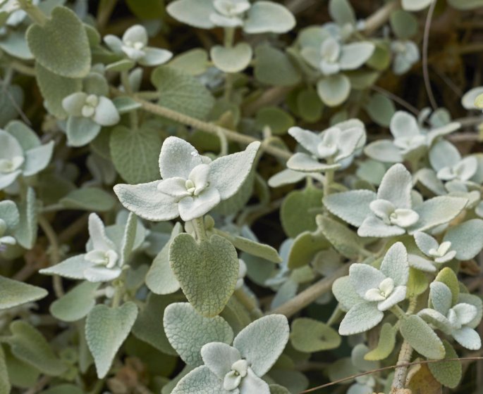 Spasmophilie : la ballote comme remede naturel