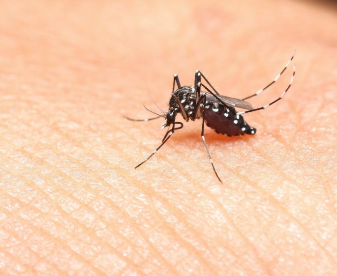 7 choses que vous ne savez pas sur le moustique-tigre