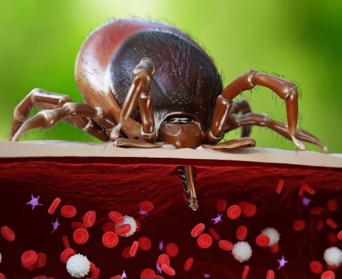 Lyme : la maladie favoriserait les troubles mentaux et le risque de suicide