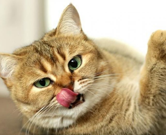 Canicule : comment proteger son chat ?