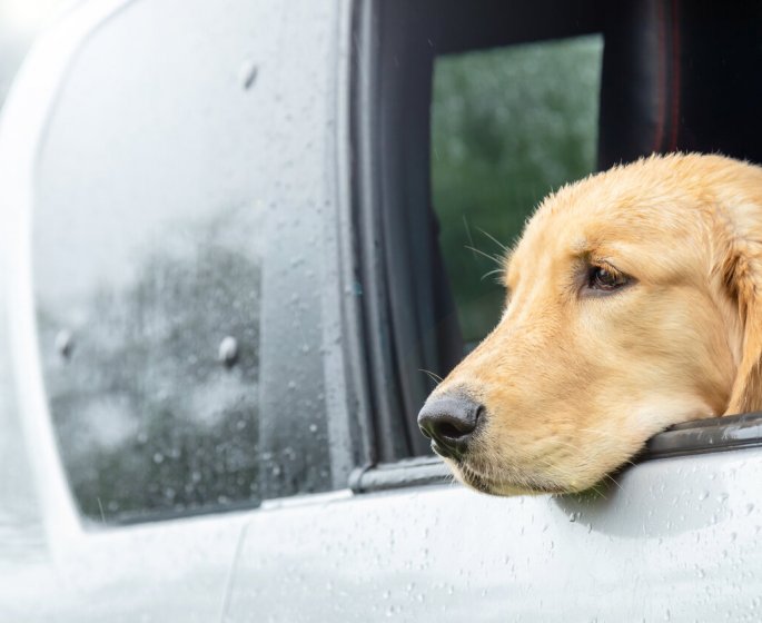 Mon chien est malade en voiture : que faire ? 