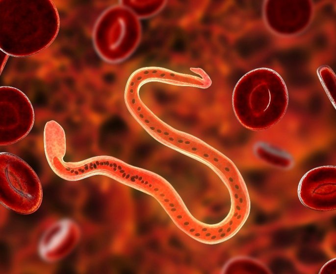 Toxoplasma gondii, le parasite qui rend "beau" selon la science