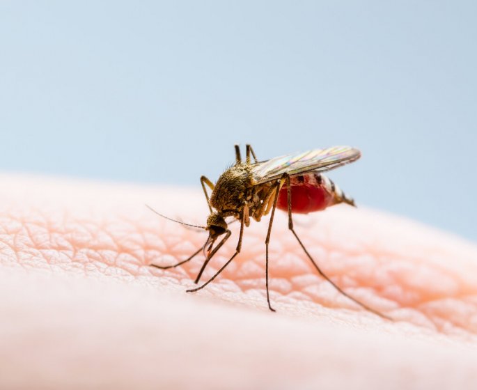 Dengue : vers une flambee des cas pendant les JO de Paris ?