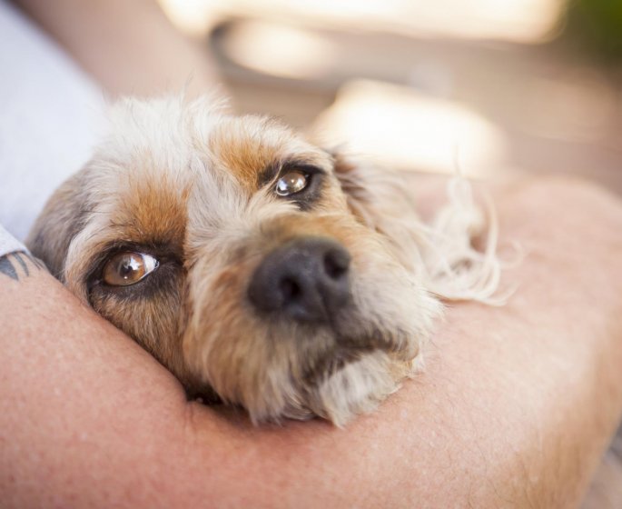 Epilepsie : les chiens pourraient flairer les crises grace a leur odeur particuliere