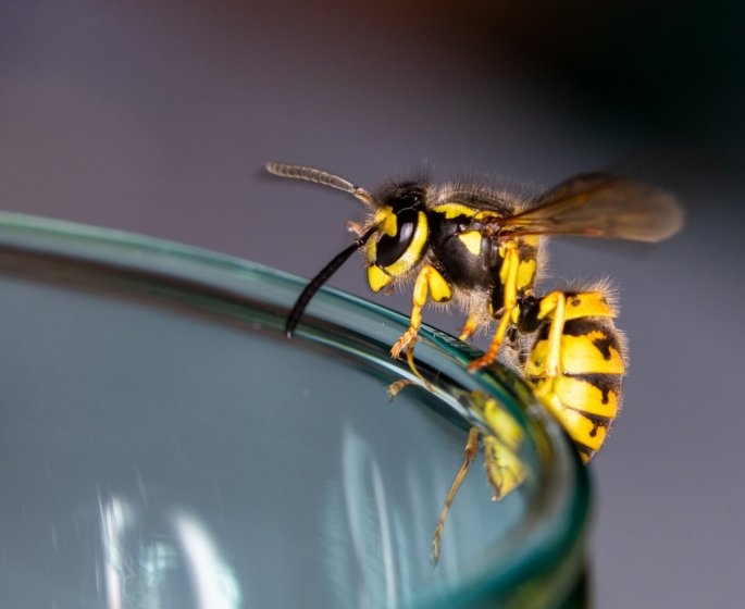 Piqure de guepe : combien de temps pour degonfler ?