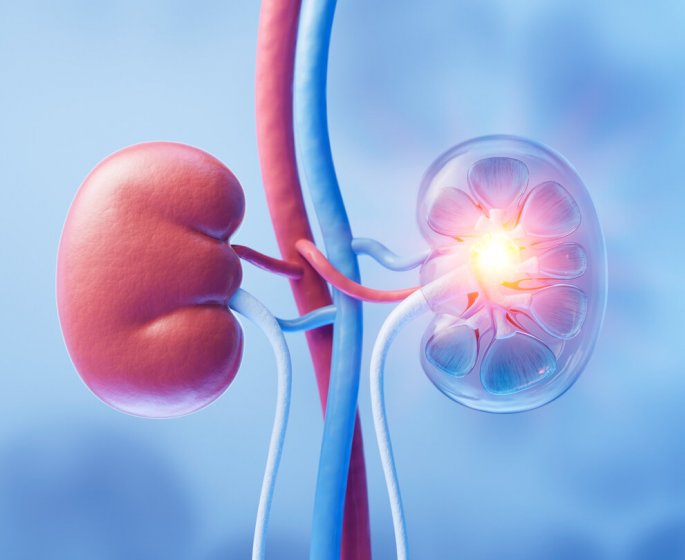 Incroyable ! Pour la premiere fois, les scientifiques regenerent un rein