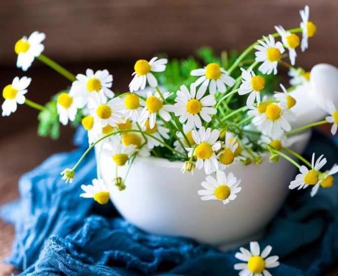Camomille : les 10 bienfaits d-une plante indispensable