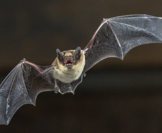 Nipah : quel est ce virus mortel emergent transmis par la chauve-souris ?