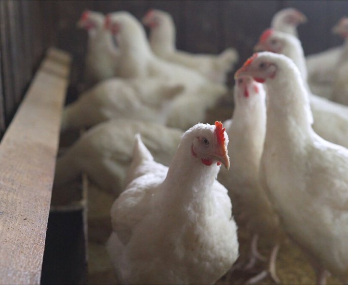 Grippe aviaire : le niveau d’alerte a son maximum en France