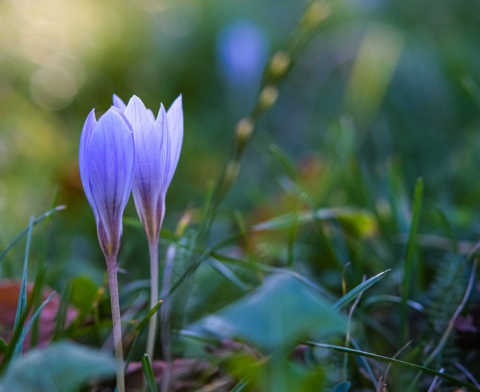 Colchicine : ce medicament vieux de 2 siecles pourrait prevenir l-infarctus !