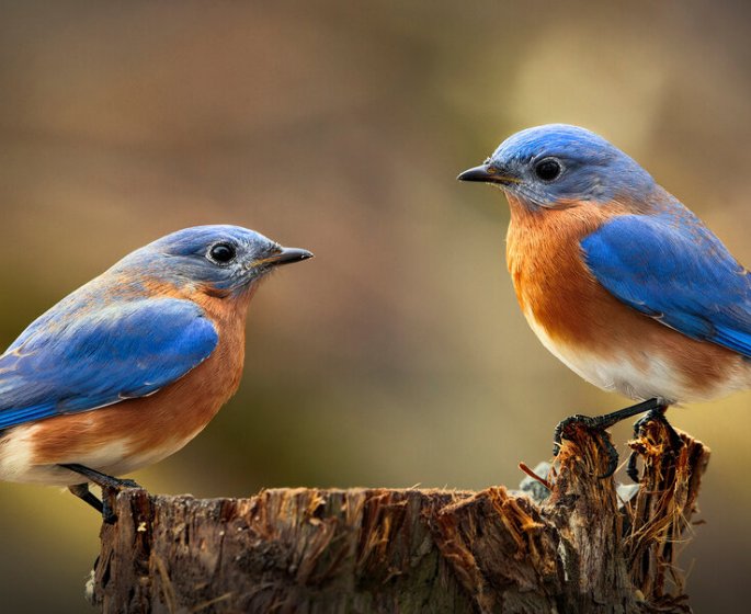 Les chants d’oiseaux sont bons pour notre sante mentale
