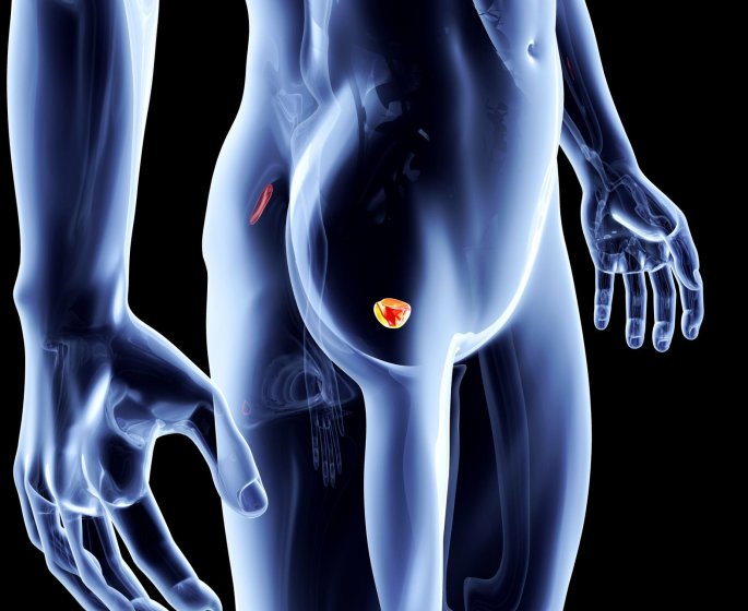 Qu-est-ce que la prostate?