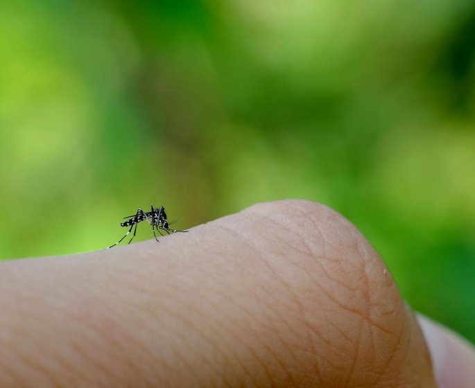 Moustique tigre : les 9 astuces pour vous proteger