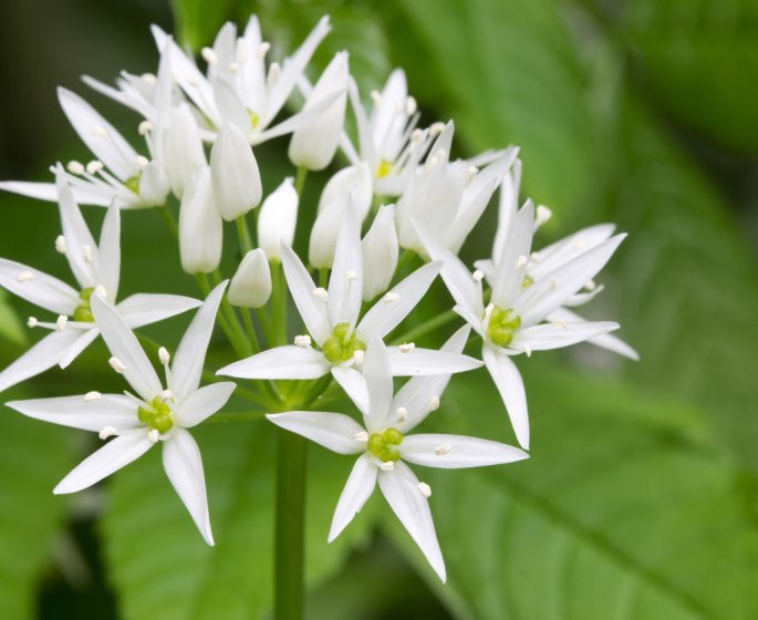 Phytotherapie : qu-est-ce que l-ail des ours ?