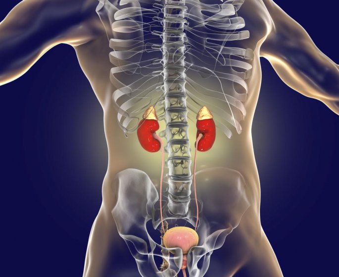 Creatinine urinaire et creatinine sanguine : quelle difference ?