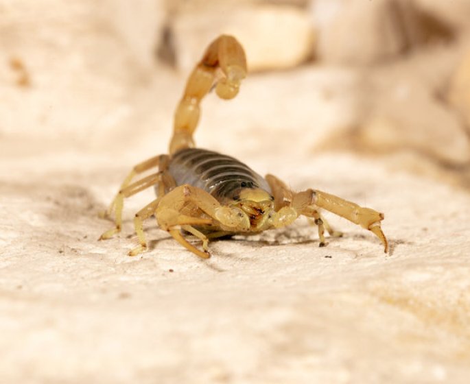 Diabete, Parkinson, troubles cardiaques : le venin d-animal peut vous soigner !