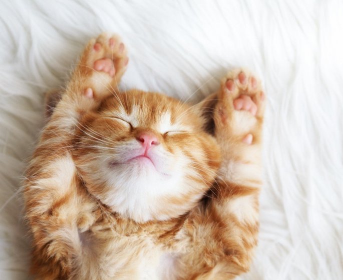 Bacterie mangeuse de chair : il meurt mordu par son chat
