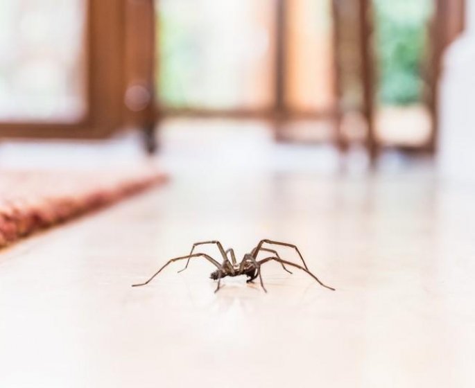 Araignees : 8 remedes naturels pour les faire fuir de la maison